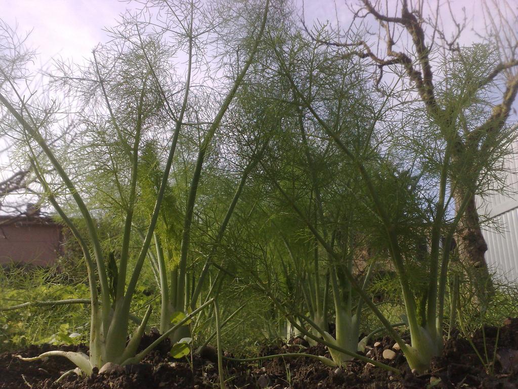 B&B Il Giardino Di Gabri Rzym Zewnętrze zdjęcie