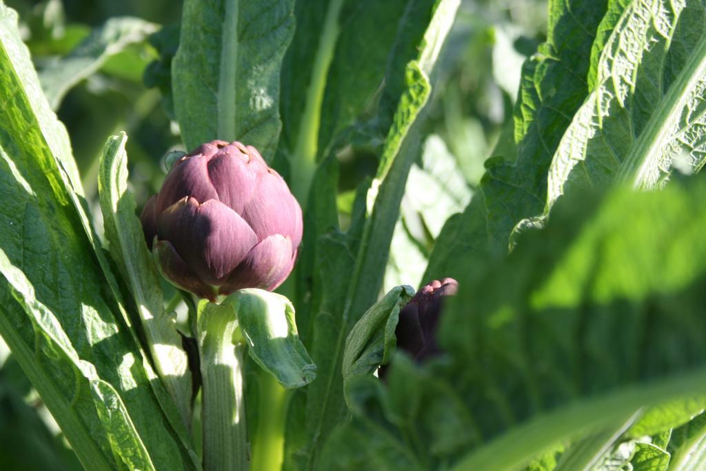 B&B Il Giardino Di Gabri Rzym Zewnętrze zdjęcie