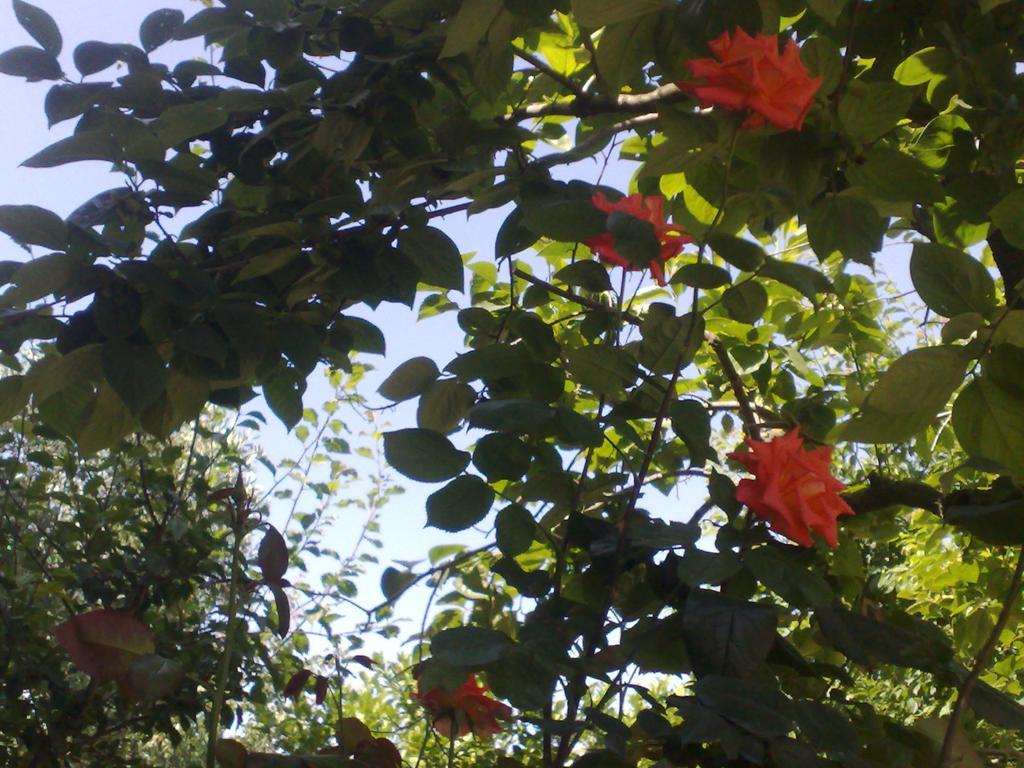 B&B Il Giardino Di Gabri Rzym Zewnętrze zdjęcie