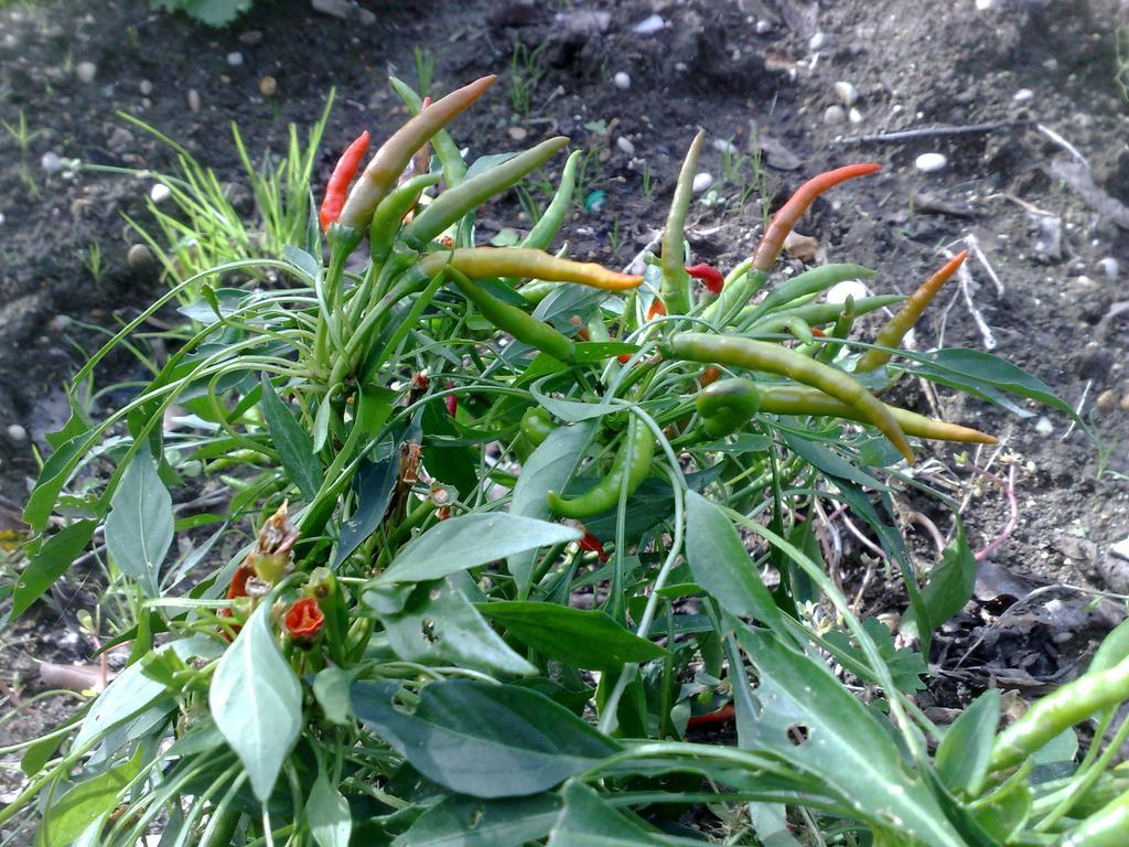 B&B Il Giardino Di Gabri Rzym Zewnętrze zdjęcie
