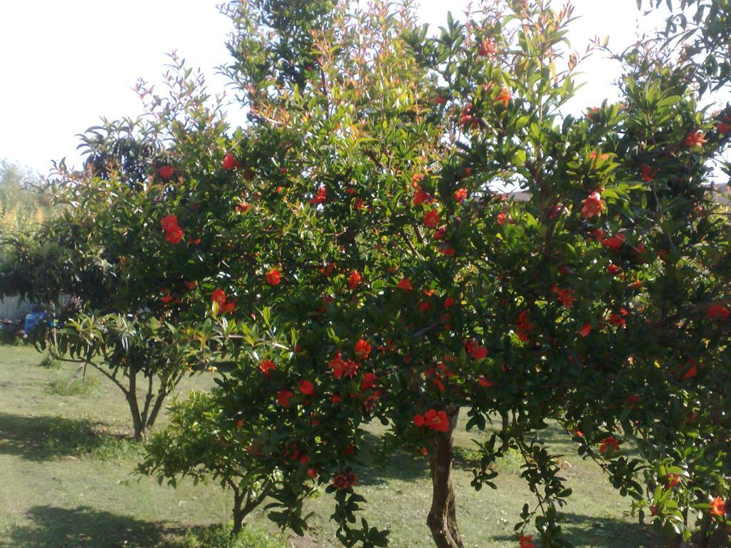 B&B Il Giardino Di Gabri Rzym Zewnętrze zdjęcie