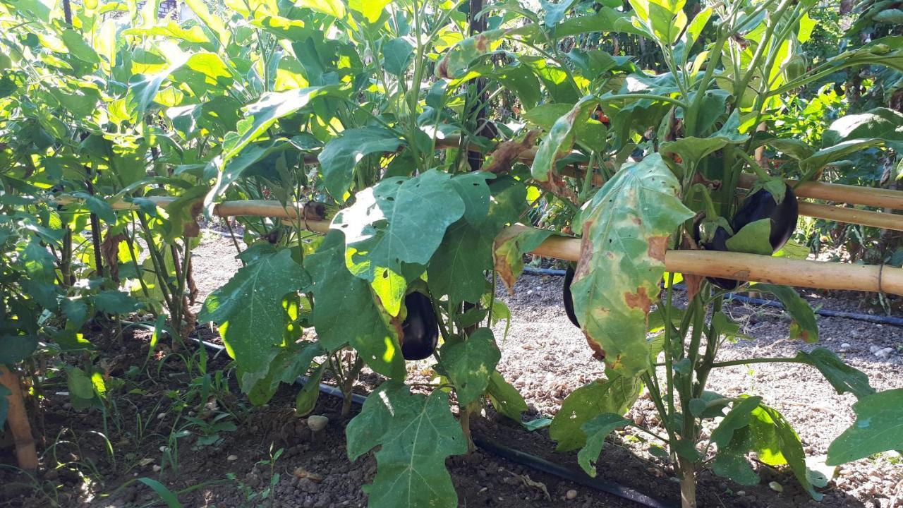 B&B Il Giardino Di Gabri Rzym Zewnętrze zdjęcie