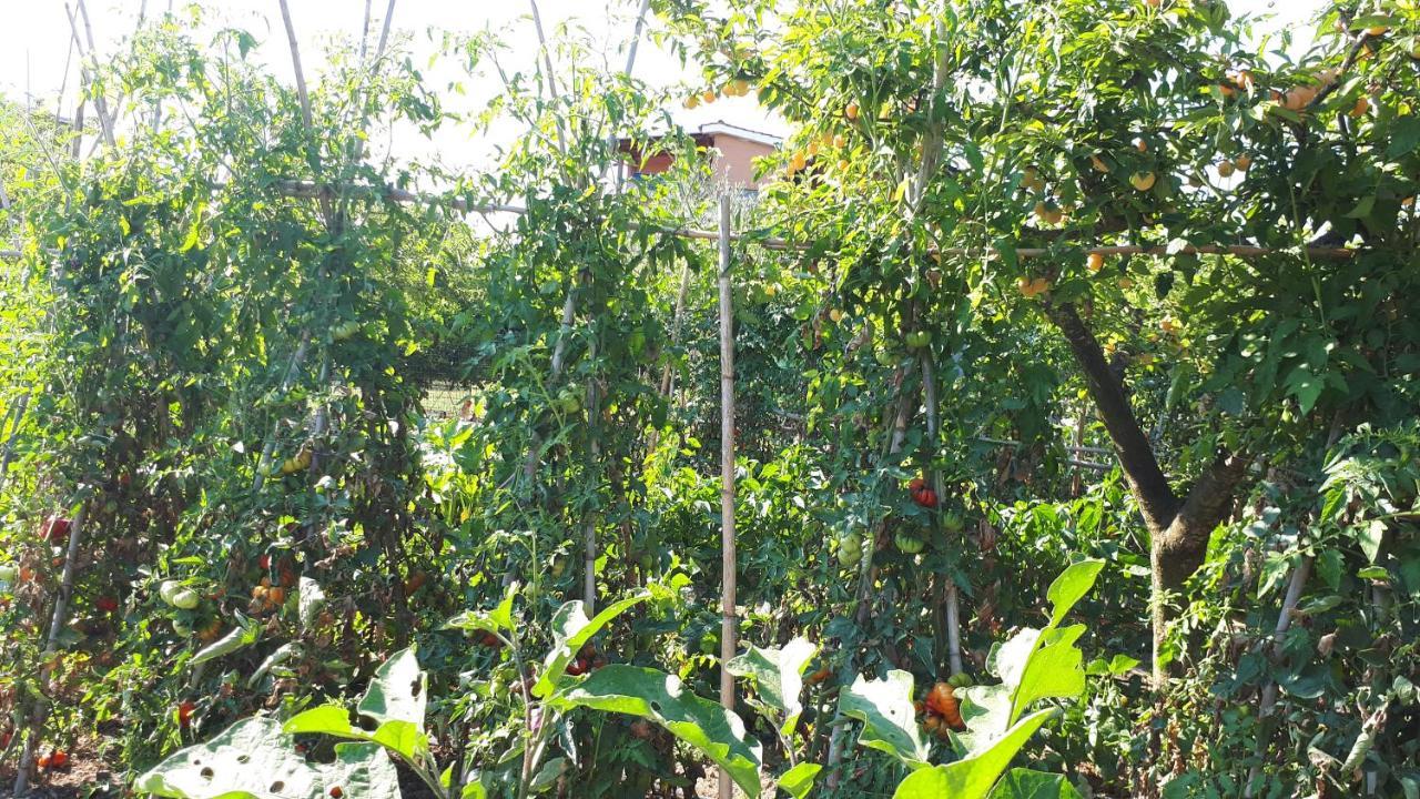 B&B Il Giardino Di Gabri Rzym Zewnętrze zdjęcie